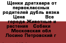Щенки дратхаара от первоклассных  родителей(дубль вязка) › Цена ­ 22 000 - Все города Животные и растения » Собаки   . Московская обл.,Лосино-Петровский г.